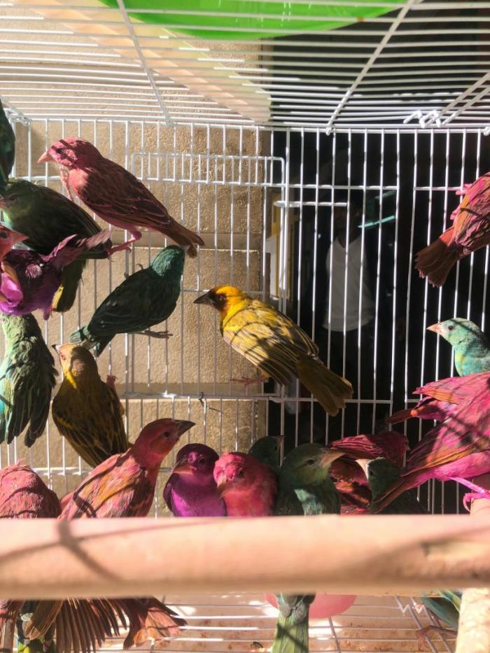 Colourful birds